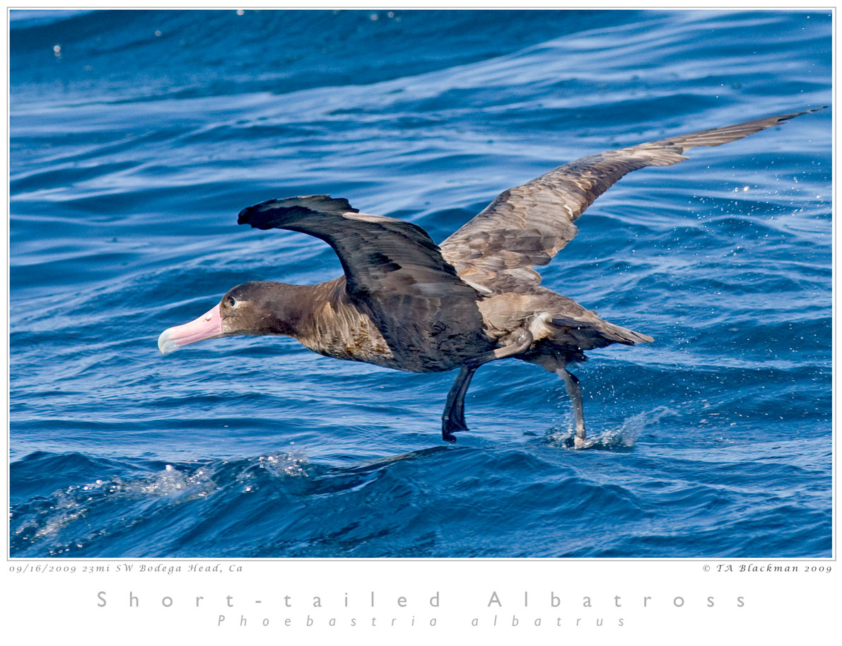 Short-tailed Albatross